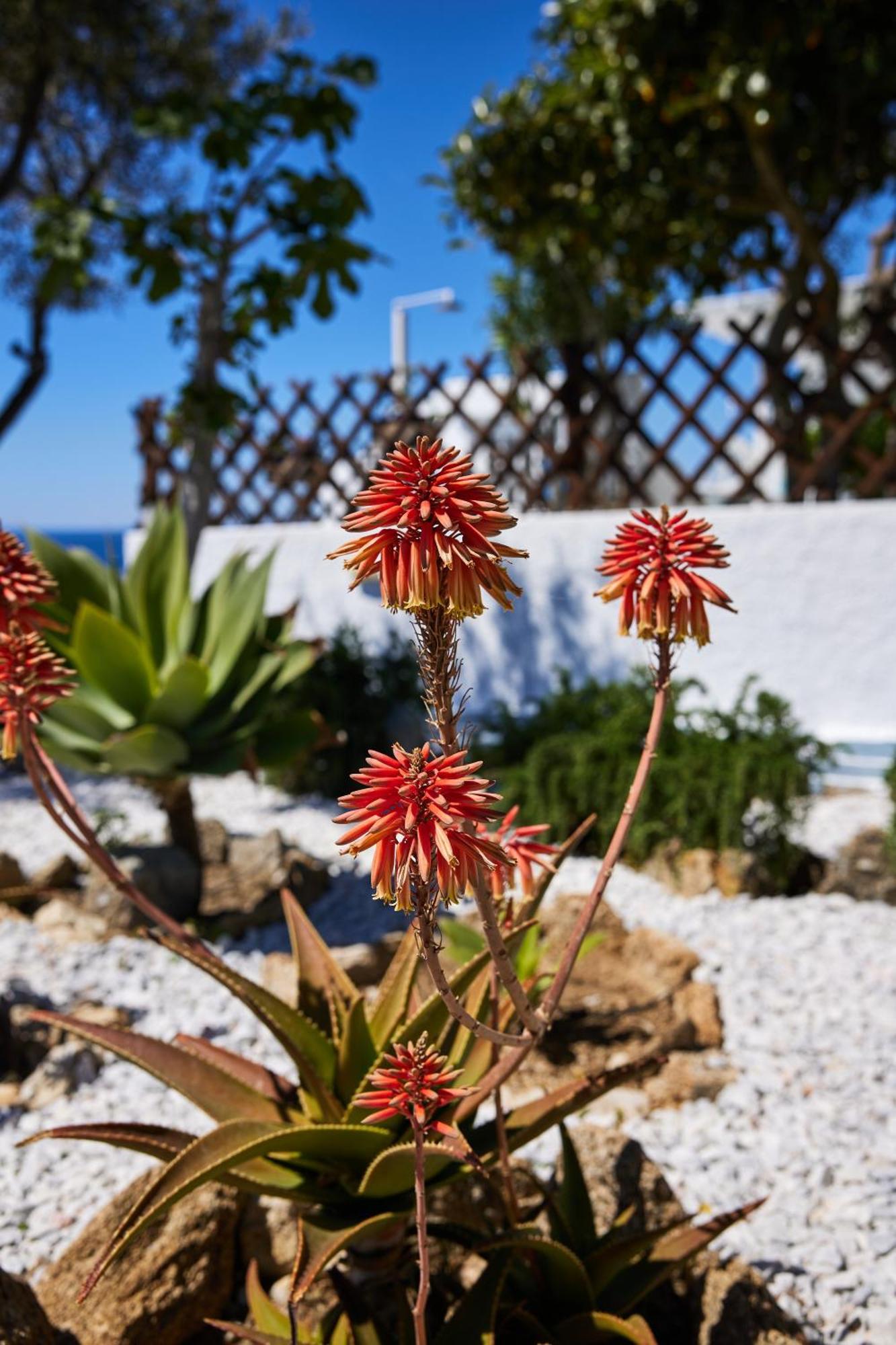 Sand Lily Villa Mykonos Mykonos Town Exterior foto